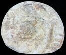 Cut and Polished Lower Jurassic Ammonite - England #62570-1